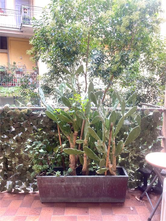 Balcone